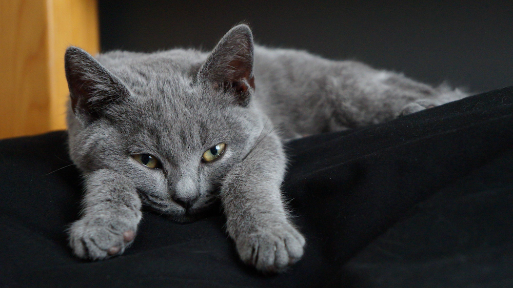 cat_chartreux