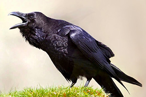 Common Raven